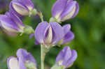 Blue wild indigo